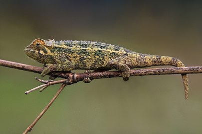 Rough chameleon Trioceros rudis Rwanda