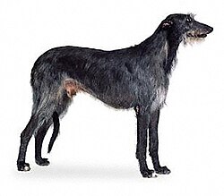 Image illustrative de l’article Deerhound