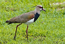 Southern Lapwing.