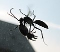 Spider wasp flying with prey