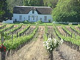 Vineyard in Stellenbosch, South Africa