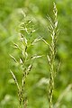 Трищетинник луговой (Trisetum flavescens)