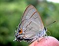 Underside