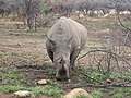 A white rhinoceros