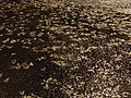 النمل الأبيض المجنح يحتشد خلال الأمطار الموسمية في تلال أنامالاي، غاتس الغربية، الهند، ينجذب إلى ضوء الشارع ويقتل على طول الطريق (21/10/2020).