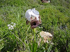 Iris bismarckiana