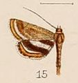 Agassiziella alicialis