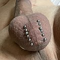 Decorative jewelry on the scrotum, called scrotal piercing or hafada piercing.