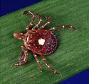 A photograph of a red, eight-legged, oval-shaped organism with a white spot on its back standing on a green strip with a blue background