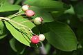 Baies comestibles d'Amelanchier canadensis