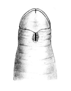 Передний конец тела Antarctolineus scotti (вид с брюшной стороны)