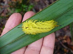 Apatelodes sp. (Apatelodidae, Apatelodinae)