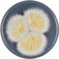 Aspergillus igneus growing on CYA plate