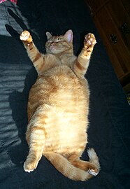 Obesity in pets (Obese Cat)