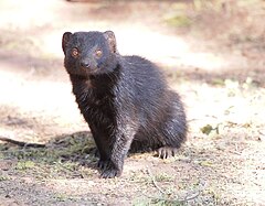 Description de l'image black mongoose waterberg.jpg.