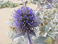 Eryngium maritimum