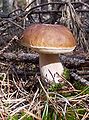 Boletus edulis