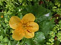 Caltha palustris