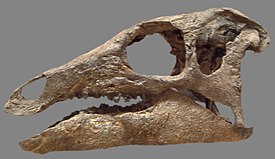 Череп Camptosaurus dispar