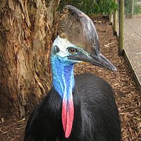 A southern cassowary (Casuarius casuarius) with double wattles hanging from the throat