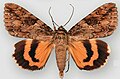 Catocala irene Irene's underwing