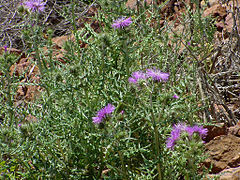 Chardon laiteux Galactites elegans