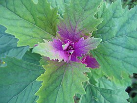 Atriplex hortensis