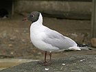 Mouette rieuse