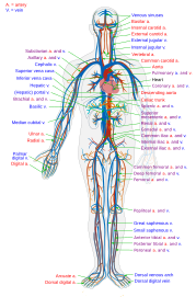 File:Circulatory System en.svg