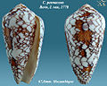 Conus pennaceus Born, I. von, 1778