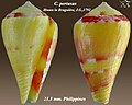 Conus pertusus Hwass in Bruguière, J.G., 1792