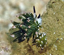 Costasiella kuroshimae