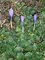 Crocus nudiflorus