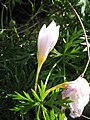 Crocus pulchellus 'Zephyr'