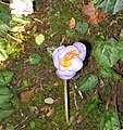 Crocus speciosus 'Artabir' close-up