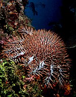 Très grosse Acanthaster planci gris-bleu et rouge-brun