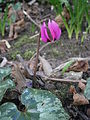 Cyclamen pseudibericum flowering