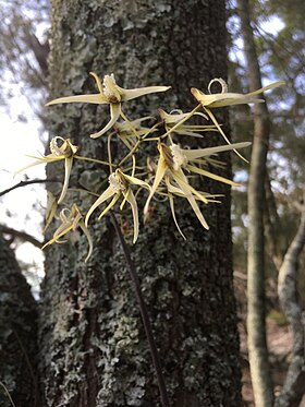 Dendrobium teretifolium crescendo em uma Casuarina glauca