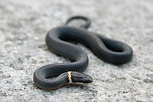 Front-facing view of a small adult snake against a light grey rock background. The snake has glossy black scales, and a bright orange ring just behind its head.