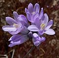 Dichelostemma capitatum