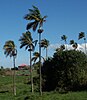 Dictyosperma (Hurricane Palm)