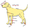 Anatomical terms of location in a dog