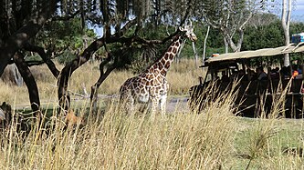 Safari tour rides show animals in natural environments.
