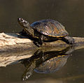 European pond turtle