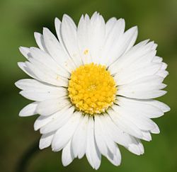 Kaunokaisen eli nurmikaunokaisen (Bellis perennis) kukinto