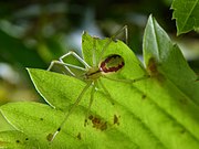 Enoplognatha ovata