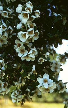 Description de l'image Eucryphia cordifolia.jpg.