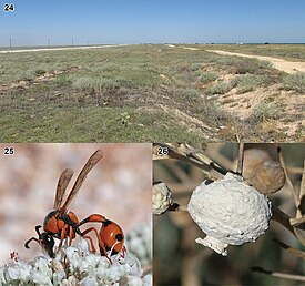 24. Место обитания (Крым); 25. Самка, питающаяся на Teucrium capitatum; 26. Гнездо на Crambe maritima