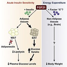 FGF21 regulation diagram