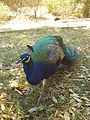 Indian peafowl